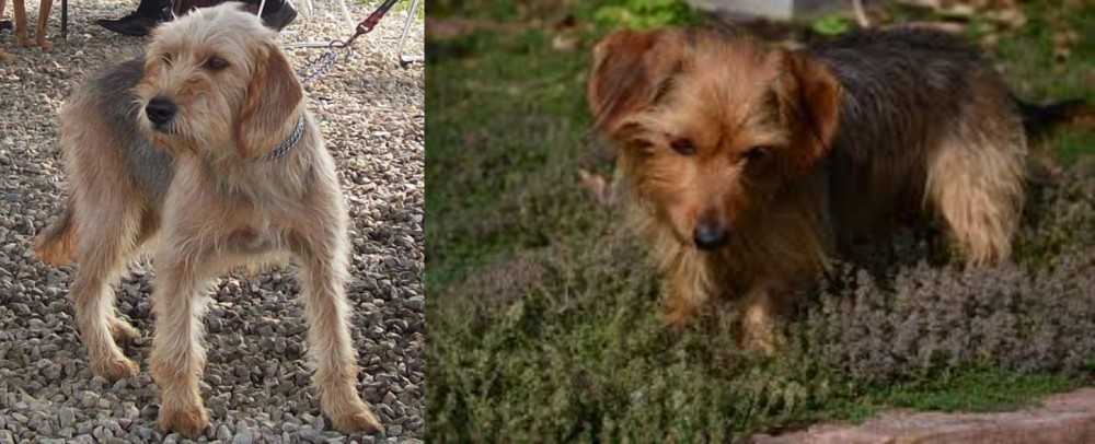 Dorkie vs Bosnian Coarse-Haired Hound - Breed Comparison
