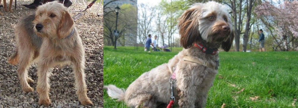 Doxiepoo vs Bosnian Coarse-Haired Hound - Breed Comparison