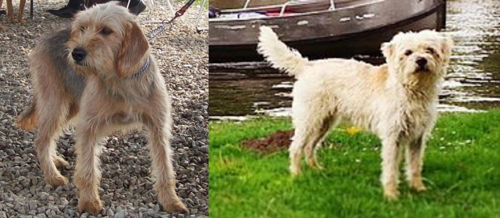 Dutch Smoushond vs Bosnian Coarse-Haired Hound - Breed Comparison