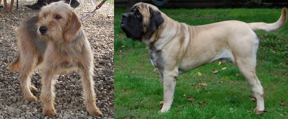 English Mastiff vs Bosnian Coarse-Haired Hound - Breed Comparison