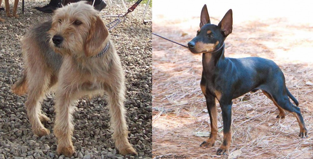 English Toy Terrier (Black & Tan) vs Bosnian Coarse-Haired Hound - Breed Comparison