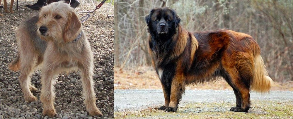 Estrela Mountain Dog vs Bosnian Coarse-Haired Hound - Breed Comparison