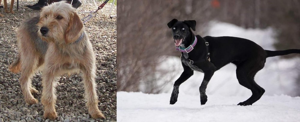 Eurohound vs Bosnian Coarse-Haired Hound - Breed Comparison