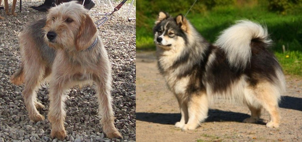 Finnish Lapphund vs Bosnian Coarse-Haired Hound - Breed Comparison