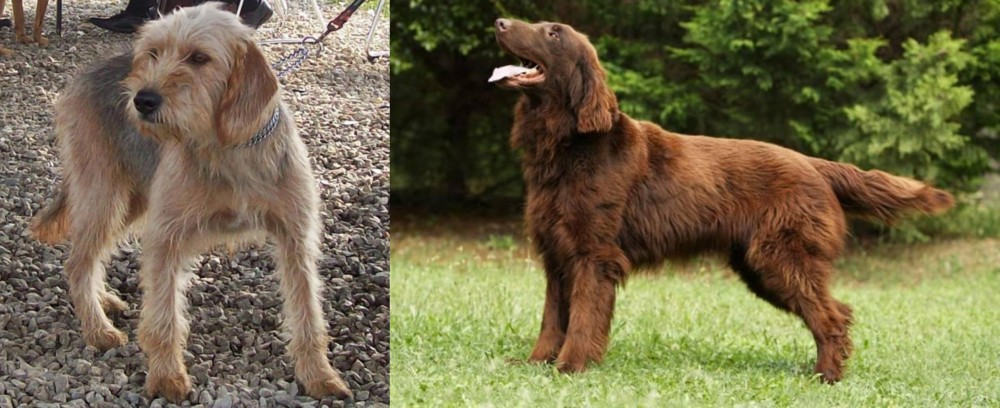 Flat-Coated Retriever vs Bosnian Coarse-Haired Hound - Breed Comparison
