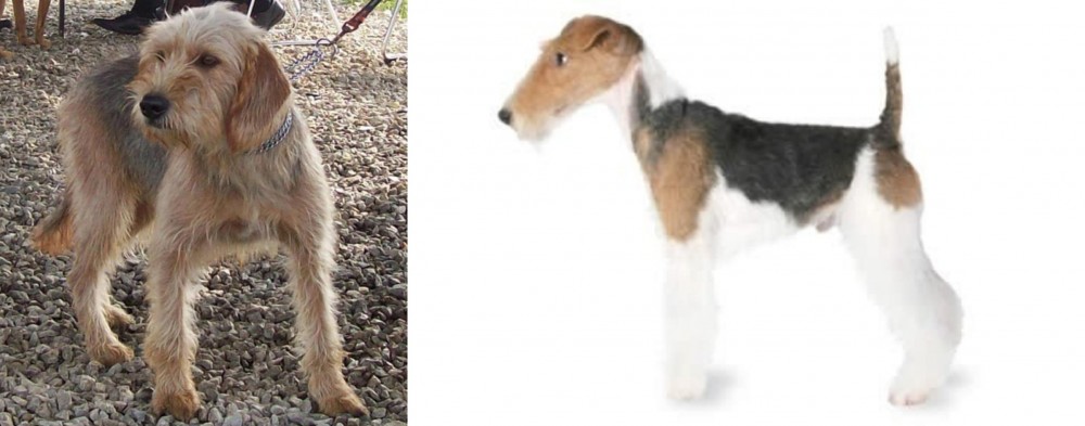 Fox Terrier vs Bosnian Coarse-Haired Hound - Breed Comparison
