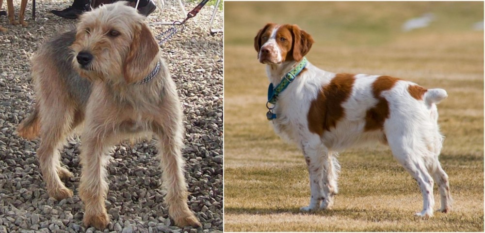 French Brittany vs Bosnian Coarse-Haired Hound - Breed Comparison