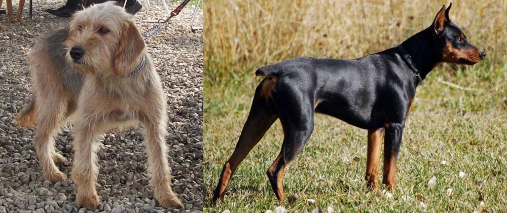 German Pinscher vs Bosnian Coarse-Haired Hound - Breed Comparison