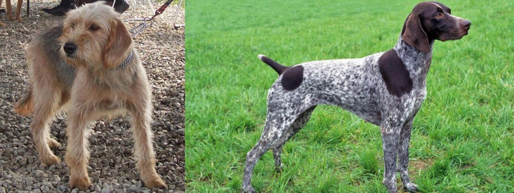 German Shorthaired Pointer vs Bosnian Coarse-Haired Hound - Breed Comparison