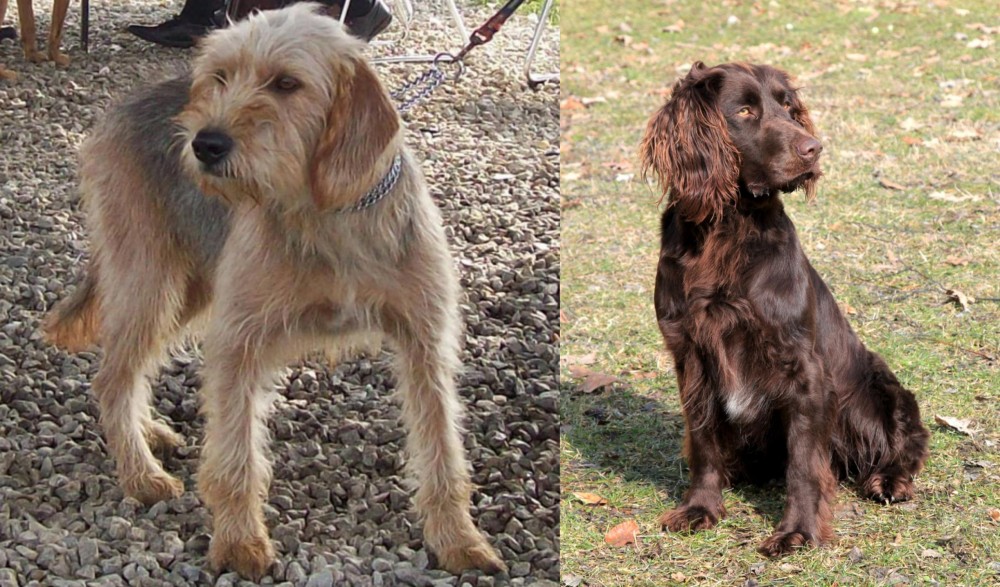 German Spaniel vs Bosnian Coarse-Haired Hound - Breed Comparison