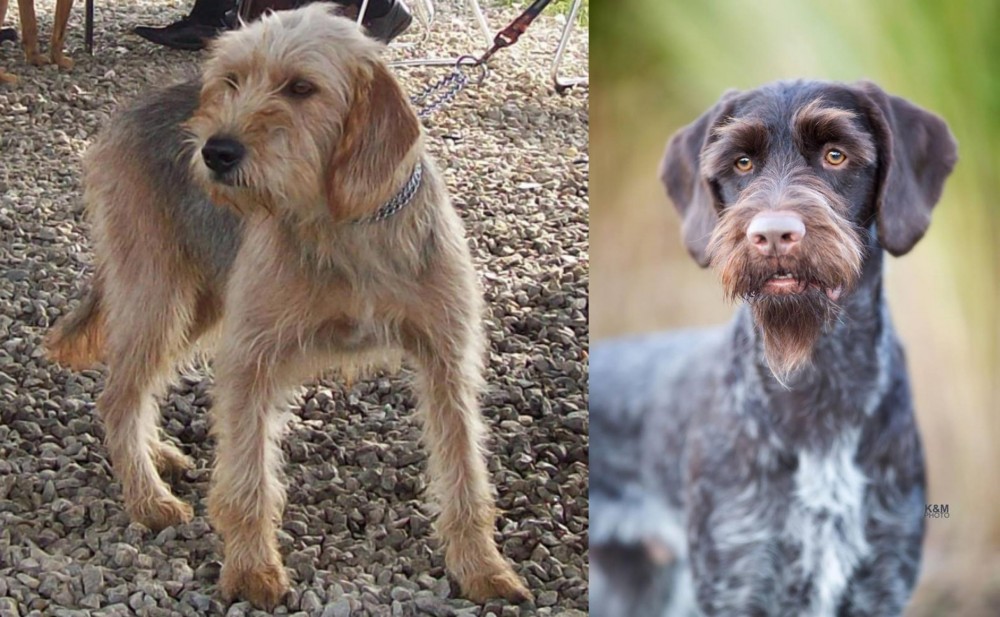 German Wirehaired Pointer vs Bosnian Coarse-Haired Hound - Breed Comparison
