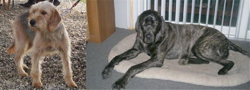 Giant Maso Mastiff vs Bosnian Coarse-Haired Hound - Breed Comparison