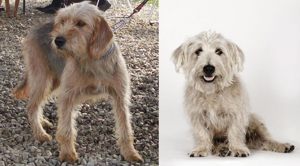 Glen of Imaal Terrier vs Bosnian Coarse-Haired Hound - Breed Comparison