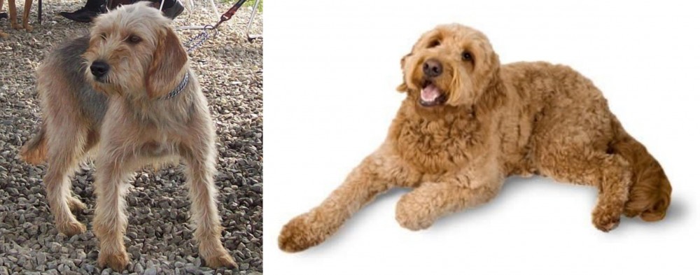 Golden Doodle vs Bosnian Coarse-Haired Hound - Breed Comparison