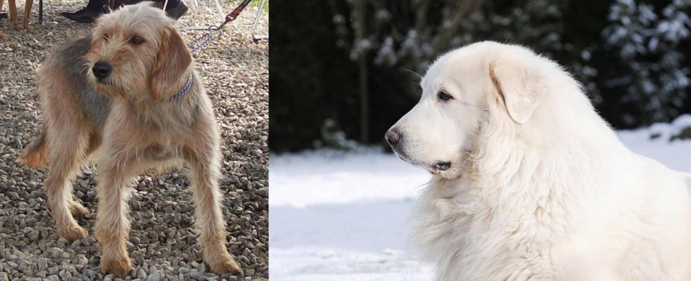Great Pyrenees vs Bosnian Coarse-Haired Hound - Breed Comparison