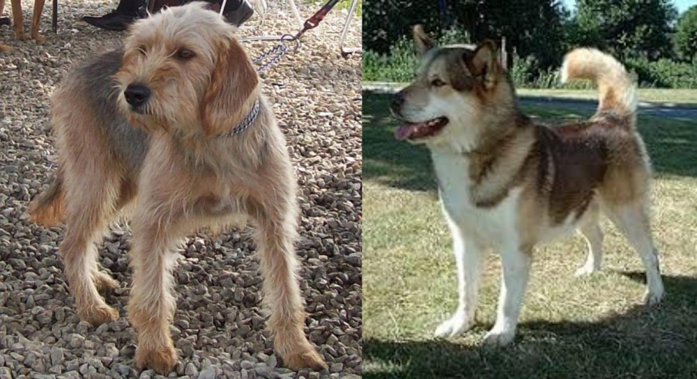 Greenland Dog vs Bosnian Coarse-Haired Hound - Breed Comparison