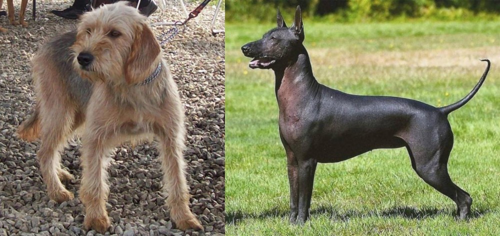 Hairless Khala vs Bosnian Coarse-Haired Hound - Breed Comparison