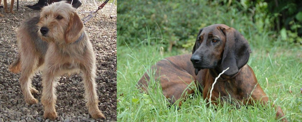 Hanover Hound vs Bosnian Coarse-Haired Hound - Breed Comparison