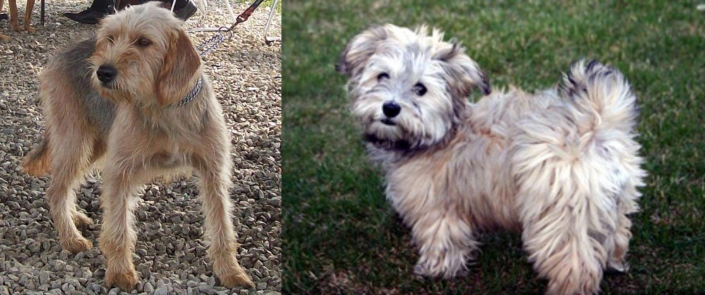 Havapoo vs Bosnian Coarse-Haired Hound - Breed Comparison