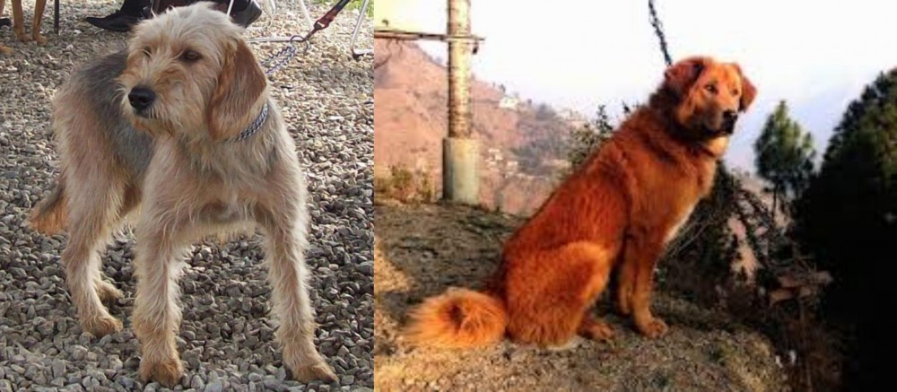Himalayan Sheepdog vs Bosnian Coarse-Haired Hound - Breed Comparison