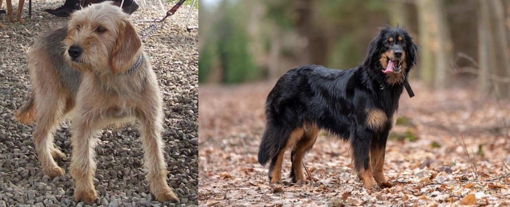 Hovawart vs Bosnian Coarse-Haired Hound - Breed Comparison