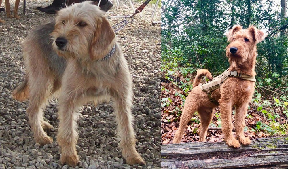 Irish Terrier vs Bosnian Coarse-Haired Hound - Breed Comparison