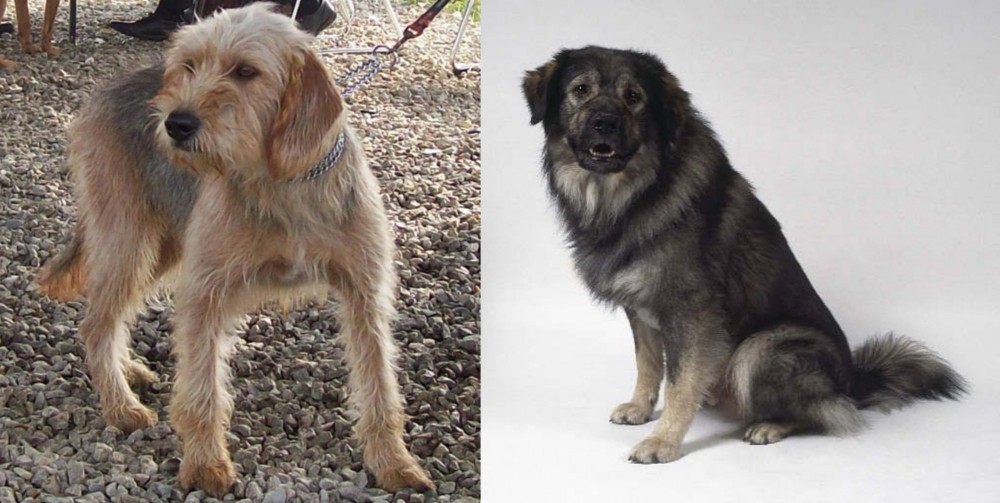 Istrian Sheepdog vs Bosnian Coarse-Haired Hound - Breed Comparison
