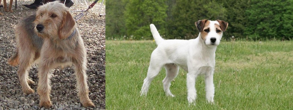 Jack Russell Terrier vs Bosnian Coarse-Haired Hound - Breed Comparison