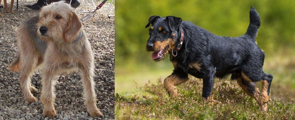 Jagdterrier vs Bosnian Coarse-Haired Hound - Breed Comparison