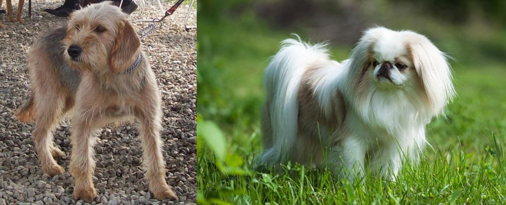 Japanese Chin vs Bosnian Coarse-Haired Hound - Breed Comparison