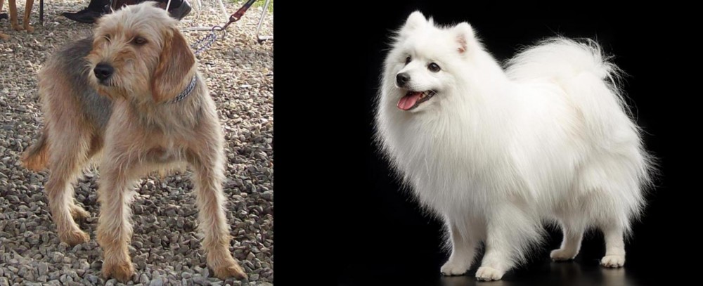 Japanese Spitz vs Bosnian Coarse-Haired Hound - Breed Comparison