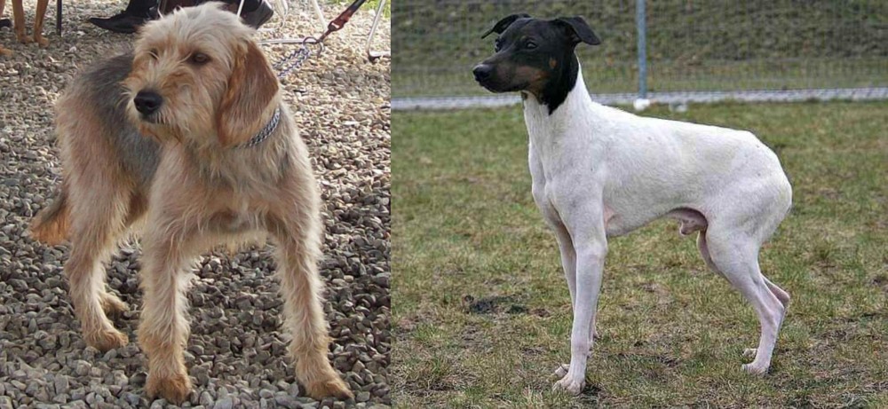 Japanese Terrier vs Bosnian Coarse-Haired Hound - Breed Comparison