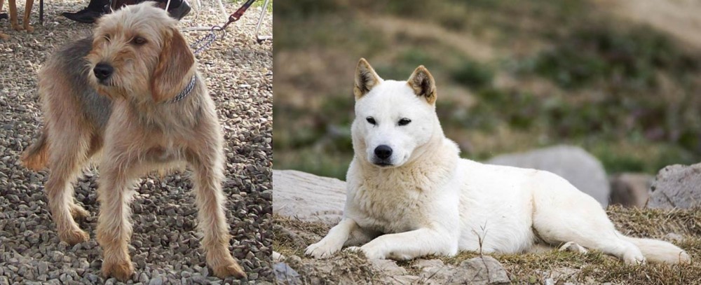 Jindo vs Bosnian Coarse-Haired Hound - Breed Comparison