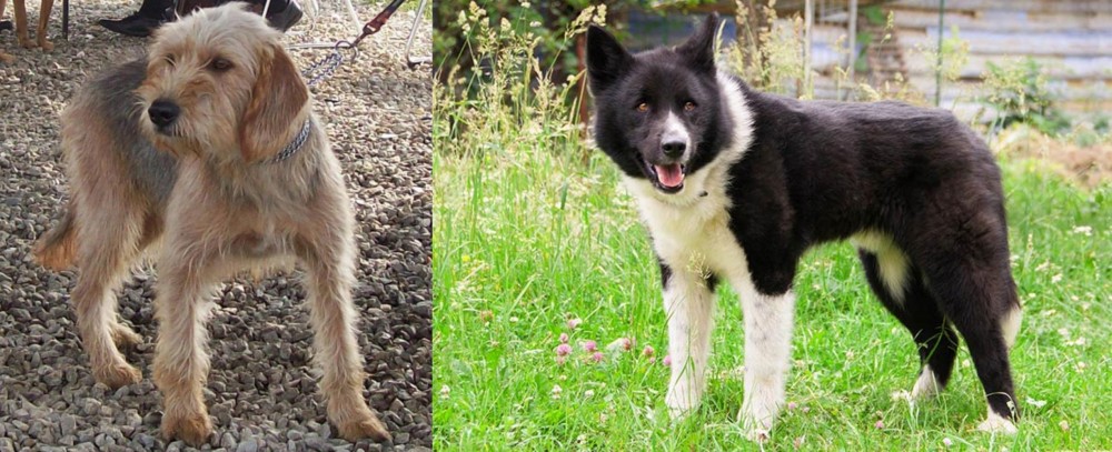 Karelian Bear Dog vs Bosnian Coarse-Haired Hound - Breed Comparison