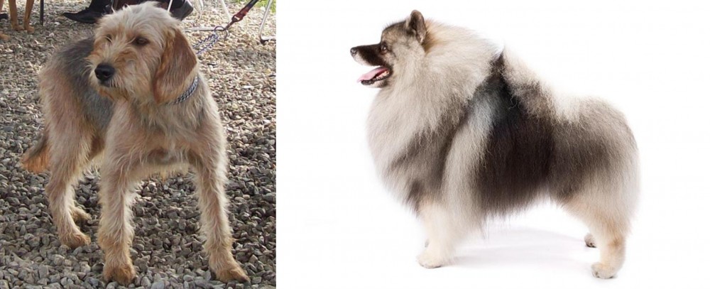 Keeshond vs Bosnian Coarse-Haired Hound - Breed Comparison