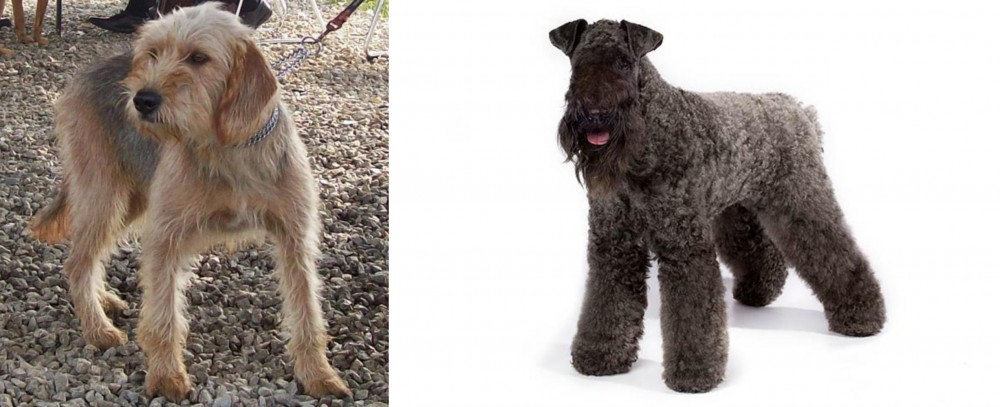 Kerry Blue Terrier vs Bosnian Coarse-Haired Hound - Breed Comparison