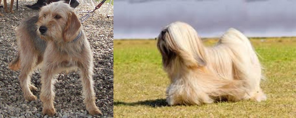 Lhasa Apso vs Bosnian Coarse-Haired Hound - Breed Comparison