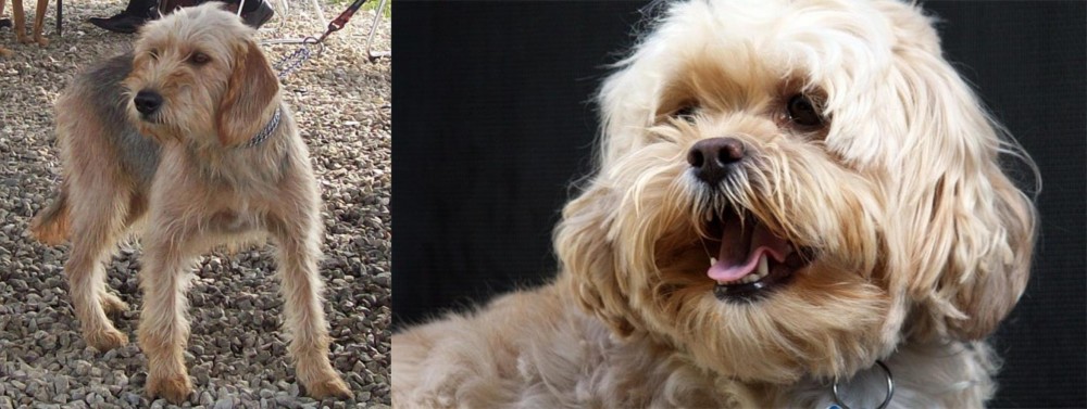 Lhasapoo vs Bosnian Coarse-Haired Hound - Breed Comparison