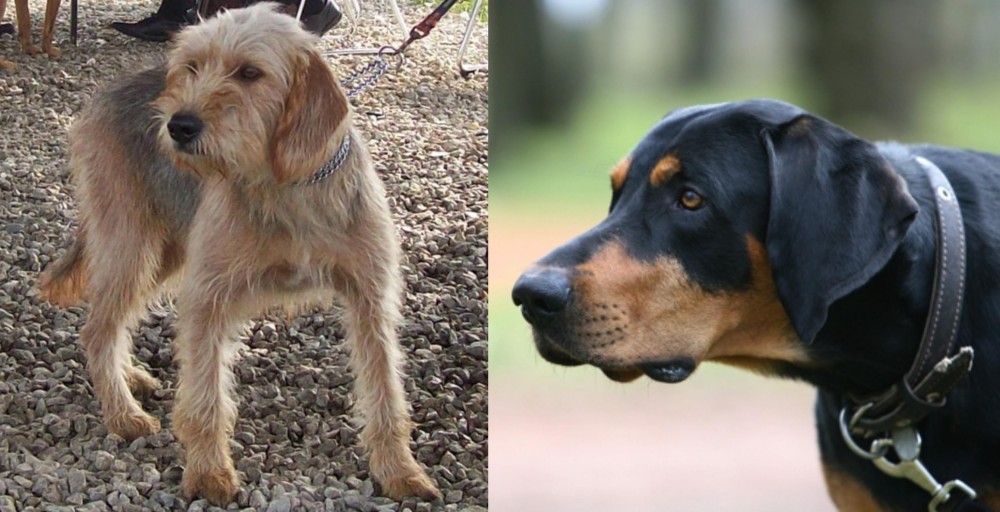 Lithuanian Hound vs Bosnian Coarse-Haired Hound - Breed Comparison