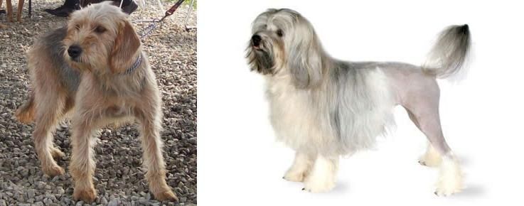 Lowchen vs Bosnian Coarse-Haired Hound - Breed Comparison
