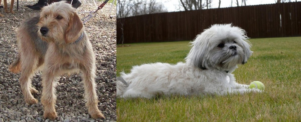 Mal-Shi vs Bosnian Coarse-Haired Hound - Breed Comparison
