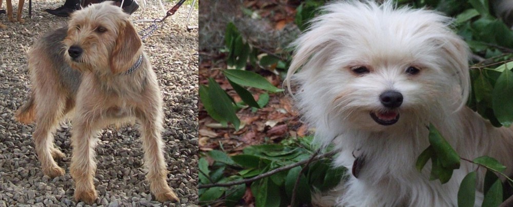 Malti-Pom vs Bosnian Coarse-Haired Hound - Breed Comparison