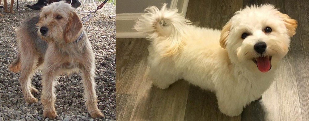 Maltipoo vs Bosnian Coarse-Haired Hound - Breed Comparison