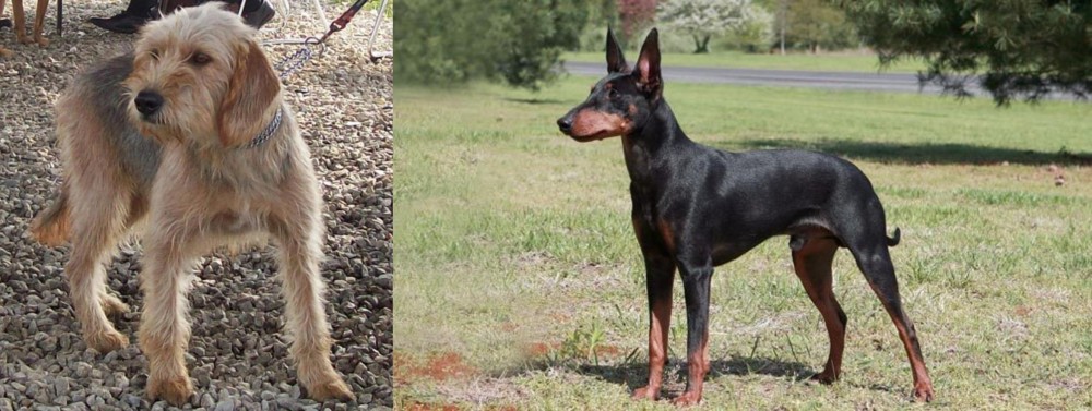 Manchester Terrier vs Bosnian Coarse-Haired Hound - Breed Comparison
