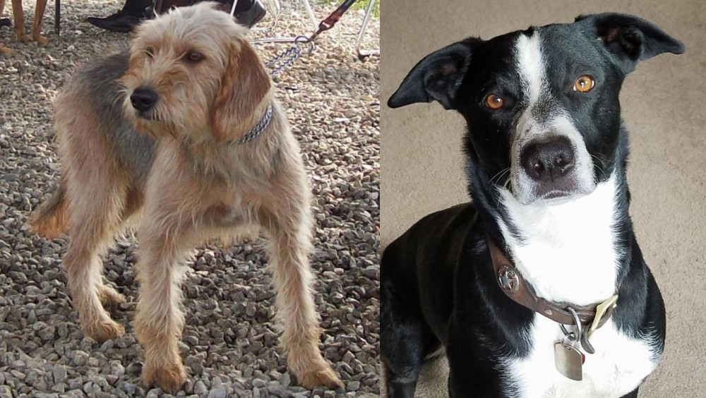 McNab vs Bosnian Coarse-Haired Hound - Breed Comparison