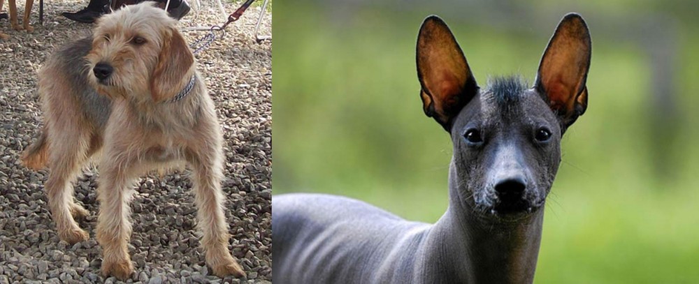 Mexican Hairless vs Bosnian Coarse-Haired Hound - Breed Comparison