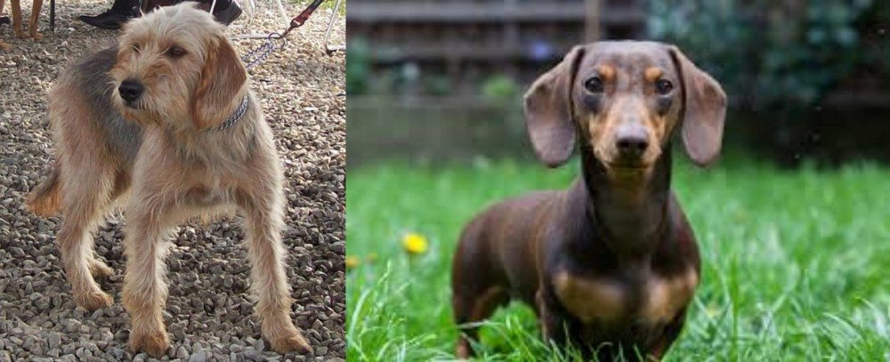 Miniature Dachshund vs Bosnian Coarse-Haired Hound - Breed Comparison