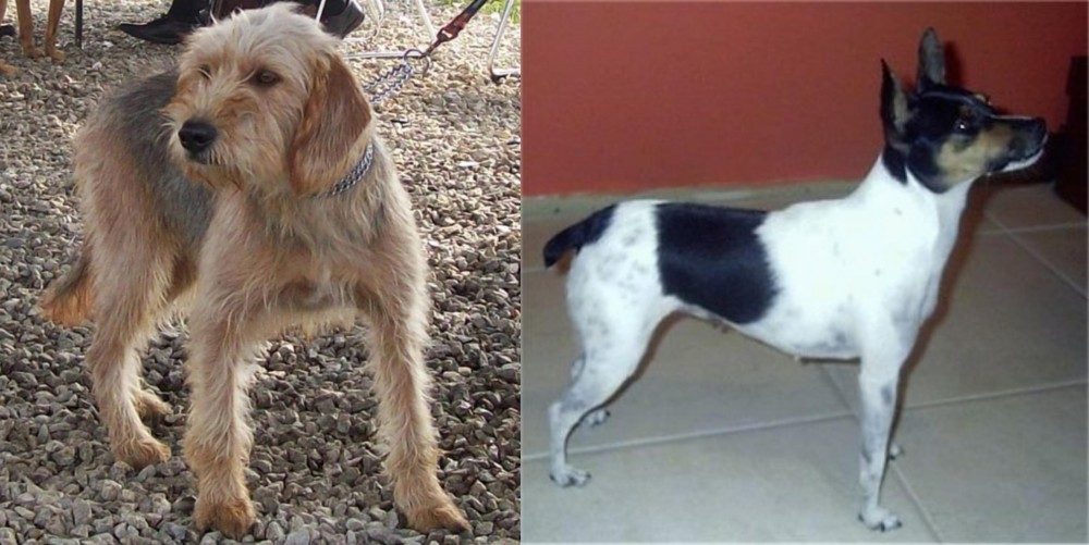 Miniature Fox Terrier vs Bosnian Coarse-Haired Hound - Breed Comparison