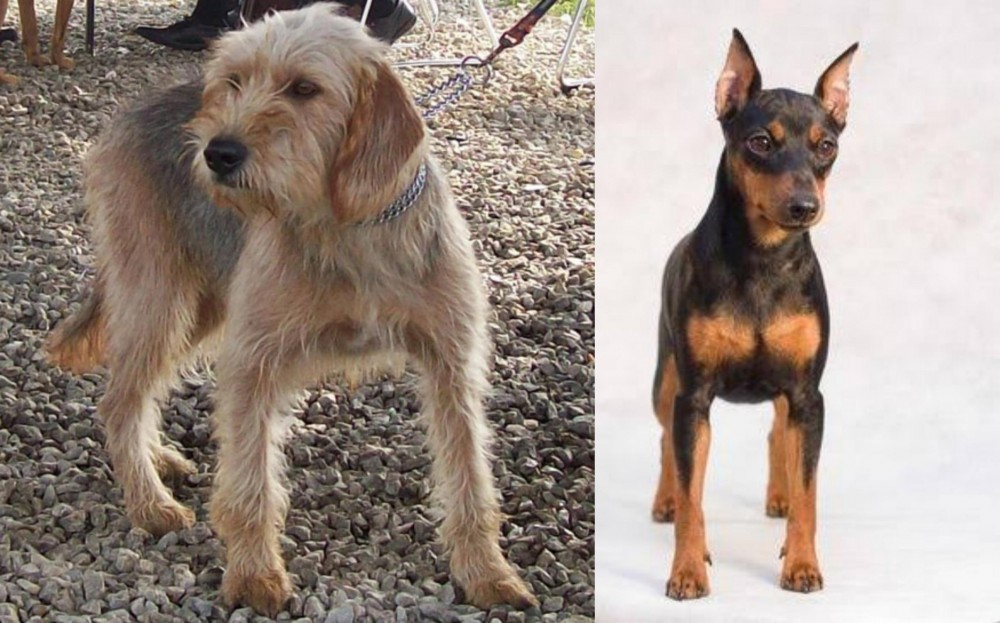 Miniature Pinscher vs Bosnian Coarse-Haired Hound - Breed Comparison