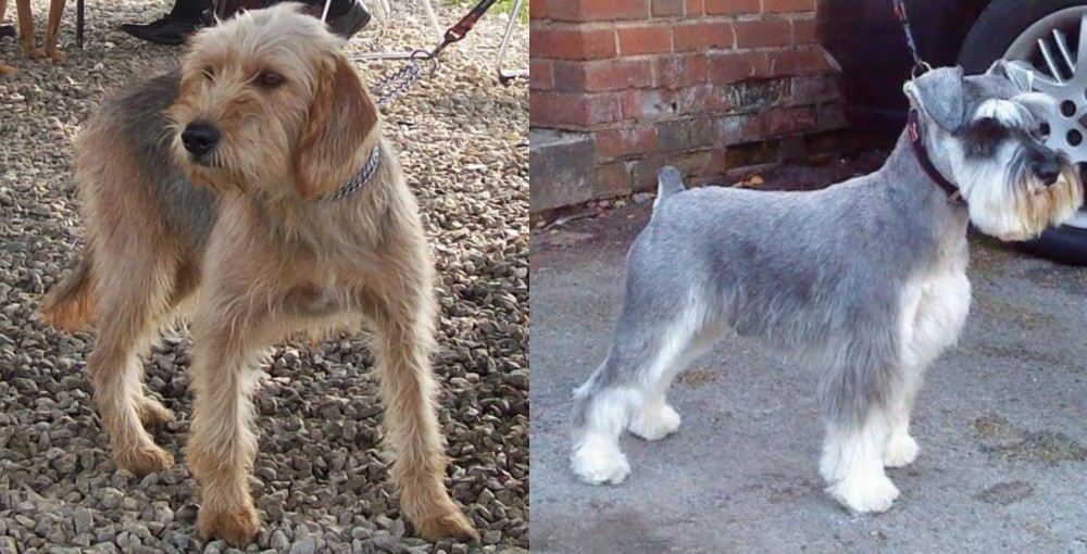 Miniature Schnauzer vs Bosnian Coarse-Haired Hound - Breed Comparison